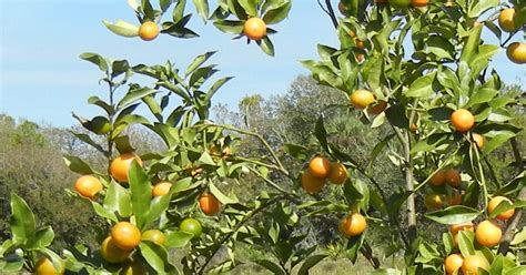 Combat The Effects Of Citrus Greening With These Tips