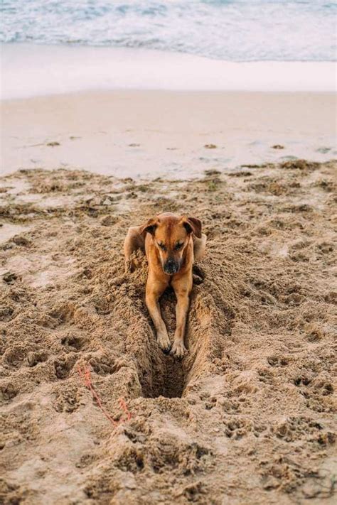 Why Do Dogs Dig Holes You Wouldnt Believe It Every Creature Counts
