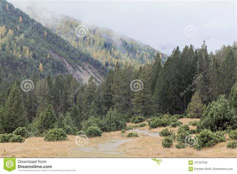 Autumn Meadow In The Alps With Dwarf Mountain Pines Stock Photo Image