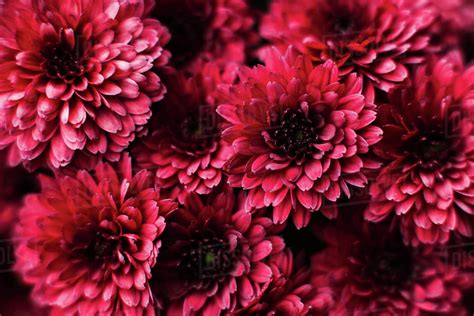 Closeup On Red Chrysanthemum Flowers Stock Photo Dissolve