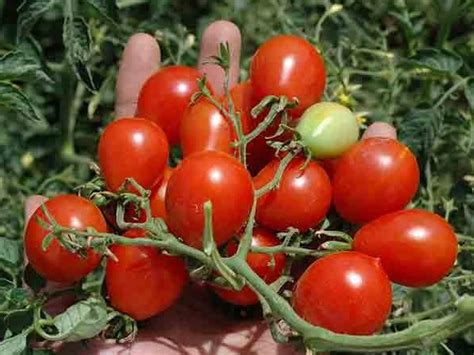 Tomato Riesentraube St Clare Heirloom Seeds Heirloom And Open