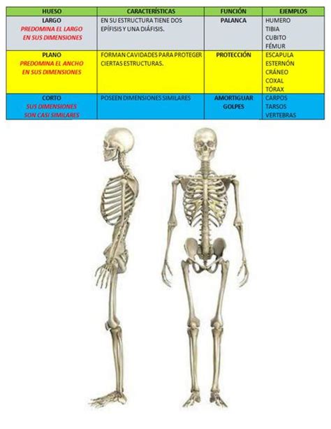 Cuadro Comparativo De Huesos Largos Cortos Y Planos Anatomía