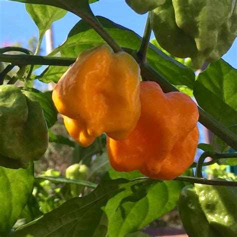 Come to decide that the things that i tried were in my life just to get high on. Big Sun Habanero | Habanero, Stuffed peppers, Chilli seeds