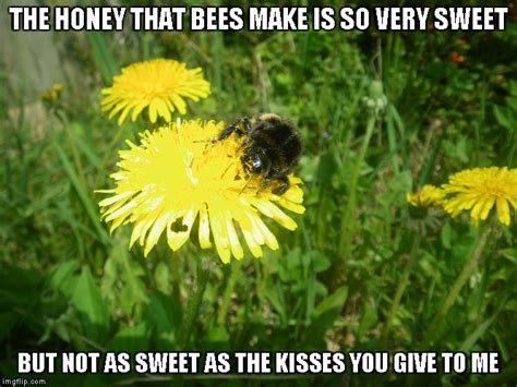 Honey Bees Imgflip