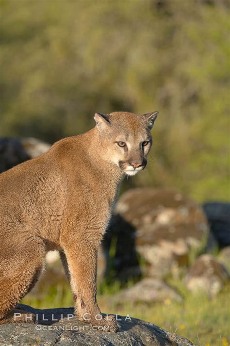 Mountain Lion Puma Concolor 15833 Natural History Photography
