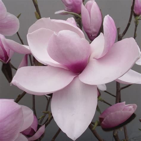 Magnolia Iolanthe Buy Pink Magnolia Tree Magnolias