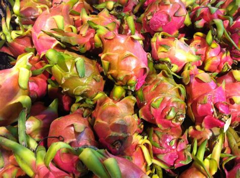 While pitaya grows and thrives in arid climates, its stem provides the fruit with its moisture which is partly. Dragon (Pitaya) Fruit - Nutrients, Nutritional And Health Benefits | HubPages