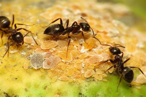 Black Ants Bite Causes Symptoms And Treatment Pest Corner