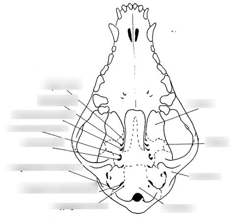 Canine Skull Foramenfissures Diagram Quizlet