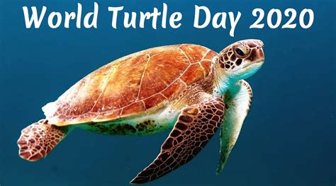 World Turtle Day 2020 Date And Significance History And Celebrations Of