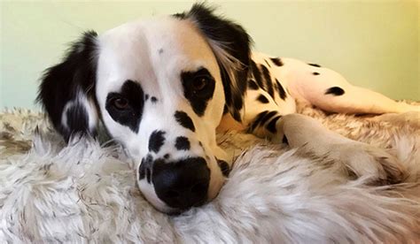 Long Haired Dalmatian Dog Breed History And Facts Thank Your Vet