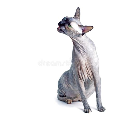Black Or Blue Canadian Sphynx Cat With Green Eyes Stock Image Image