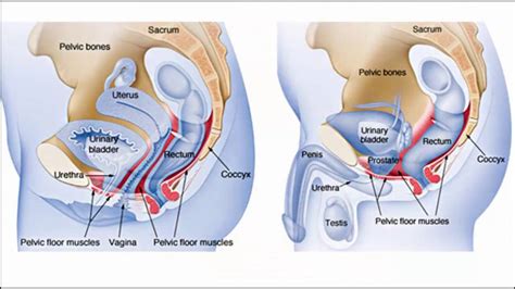 The gracilis originates from the pubic ramus of your pelvis near your pubic symphysis. Pelvic pain || Male - YouTube