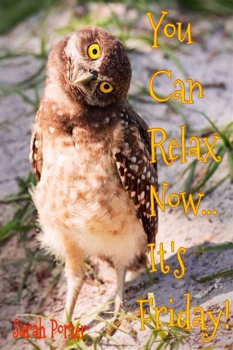Friday Owl Good Morning Happy Friday Friday Quotes Funny Friday Humor