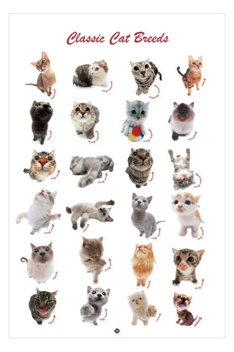Different Breeds Of Cats With Pictures And Names