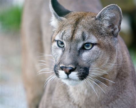 12 Alarming Facts About Florida Panthers Animal My Awesome