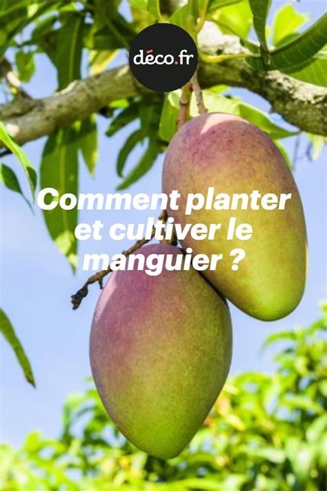 Comment Planter Et Cultiver Le Manguier Comment Planter Cultiver