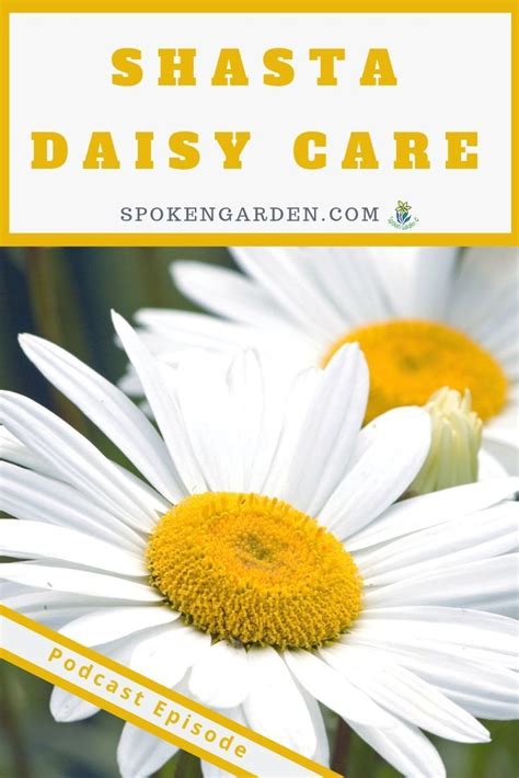 Shasta Daisy Care A Mini Plant Profile Diy Garden Minute Ep 102
