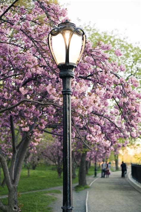 Getting the park ready for the. 117 best Central Park Spring images on Pinterest | Central ...