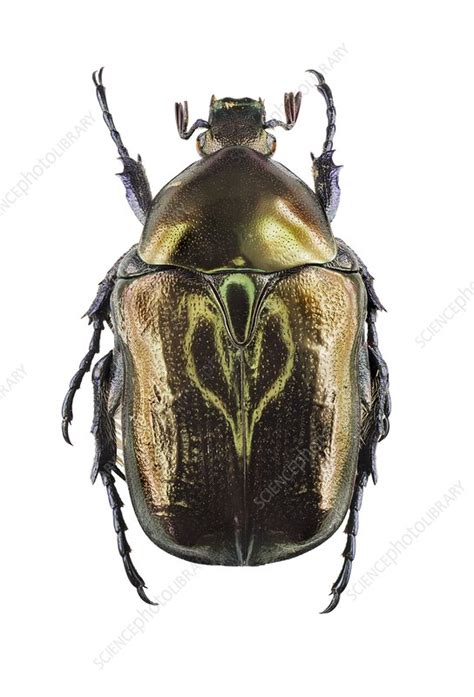 Flower Chafer Stock Image C0237974 Science Photo Library
