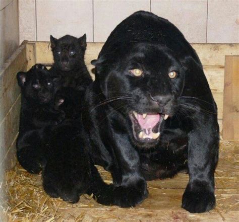 Black Panther And Babies Cachorro De Pantera Videos De Animales
