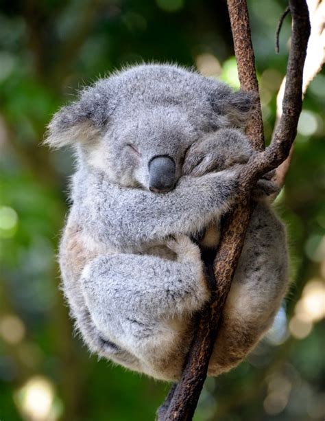 Sleepy Koala Cool Pictures