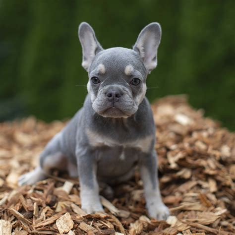Newly born puppies have a soft blue fawnish colour but as they mature, the colour changes and you can clearly identify their pink coat. Lilac and Tan Female French Bulldog Puppy | NW Frenchies ...