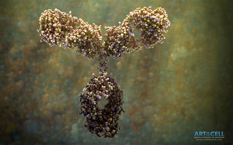 Scientific Illustration Of Antibody Art Of The Cell Medical Animation