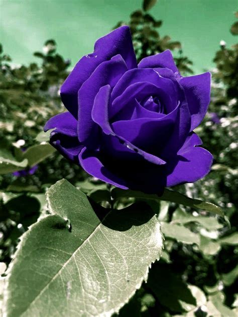 Pin On The Most Beautiful Purple Rose