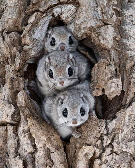 Siberian Flying Squirrels Have A Membrane Connecting Their