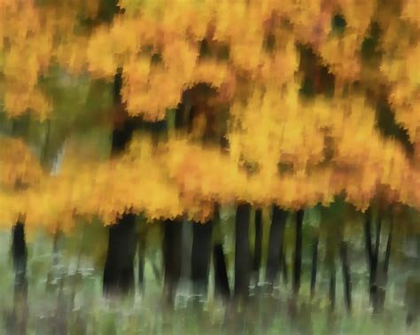 Autumn Trees Abstract Photograph By Karen Mcgillis