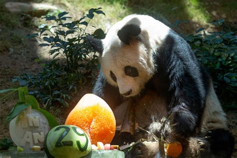 Worlds Oldest Giant Panda In Captivity Dies At 35 Abc News