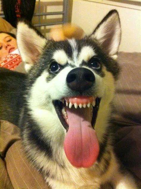 Thats His Happy Face ☺ Cute Husky Puppies Husky Funny Really Cute Dogs