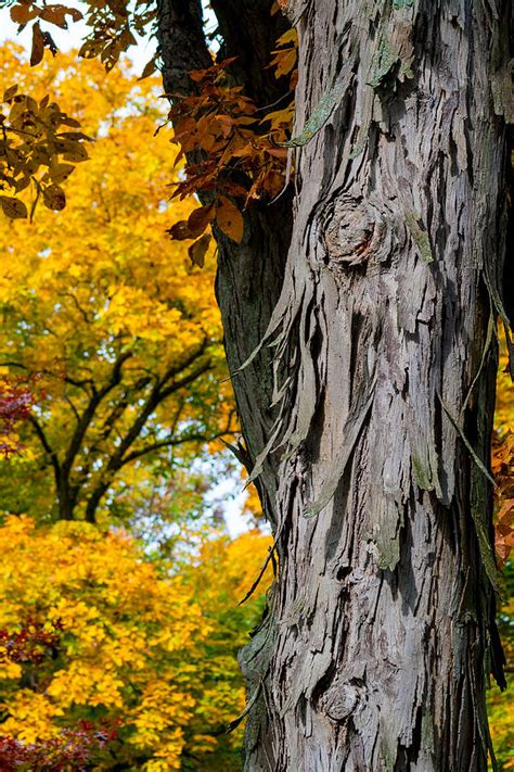 Shagbark Hickory Tree Photograph By Robert Storost