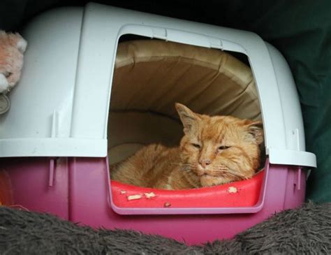 Barney The Cemetery Cat Is Buried After Providing Comfort To Mourners