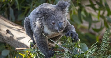 A Very Special Koala Joey Turns 1 Year Old At The San Diego Zoo San