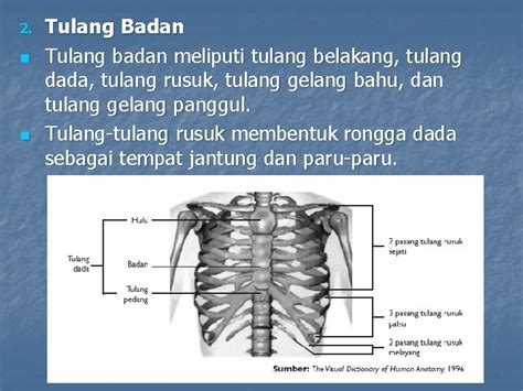 Sakit Tulang Gelang Panggul : Tulang gelang panggul ini terdiri atas dua buah tulang pinggul.