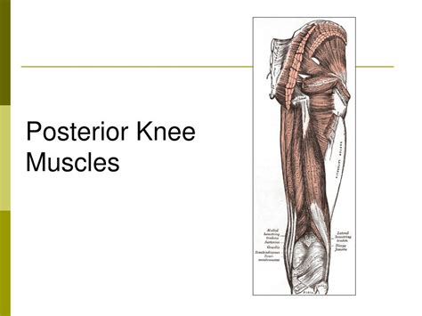 Ppt The Knee Joint Powerpoint Presentation Free Download Id242889