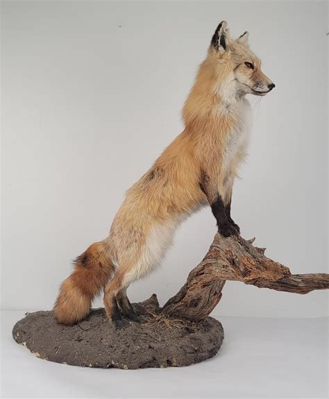 Gene Wensel Red Fox Mount