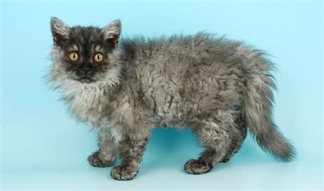 British longhair are easy going, adaptable, affectionate and love to cuddle. Selkirk Rex Cat Breed Information
