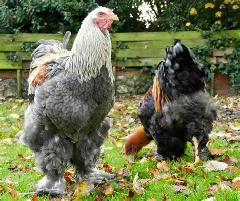 Brahma And Silkie Chickens In A Backyard