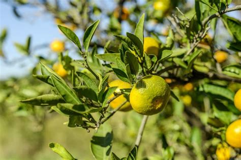 Mandarin Oranges Stock Image Image Of Leaf Plant Fruit 42065969