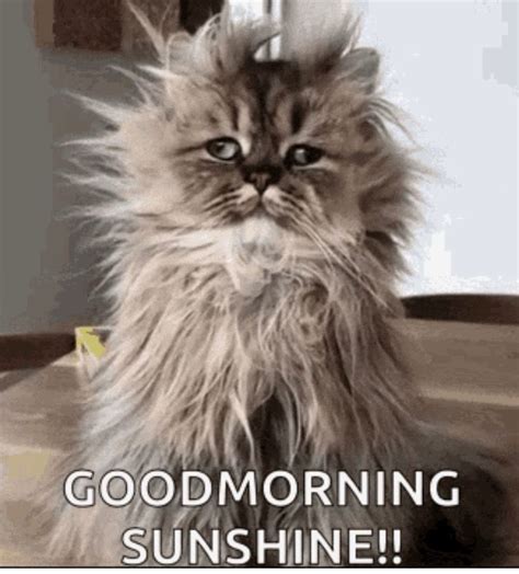 Good Morning Cat Funny Cat Dko