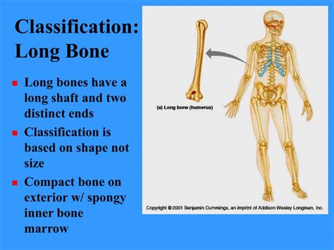 Ppt Bones And Bone Tissues Powerpoint Presentation Free Download