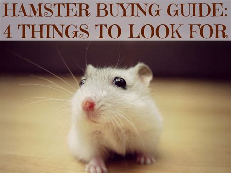 Hamster Buying Guide 4 Things To Look For At The Pet Store