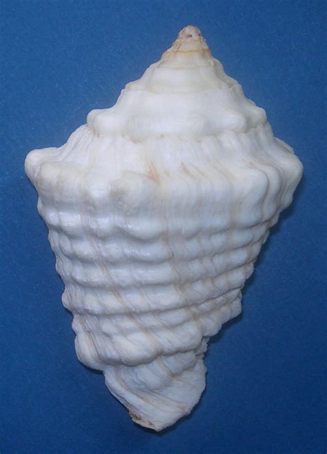 Vasum Muricatum Turbinellidae Specimen Sea Shell Picture Ts52599