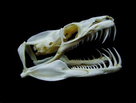 Snake Skull Animal Skeletons Animal Bones Animal Skulls