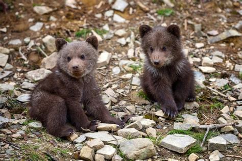 premium photo two little brown bear cub on the edge of the forest