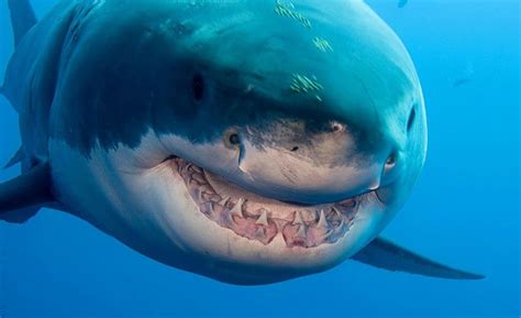A location you may consider 'safe' to swim one day may not be the decide how long you are going to be in the sea for. 20 Horrifying Shark Attacks That Will Make You Question ...