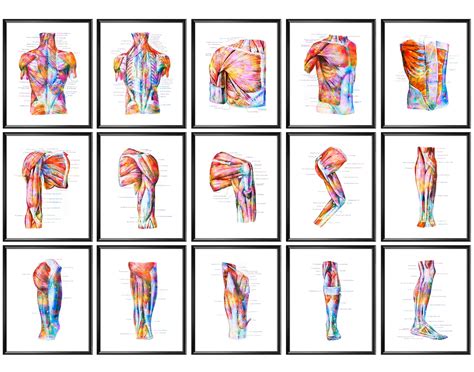 Anatomy Of Human Muscular System Posters Body Structure Print Etsy